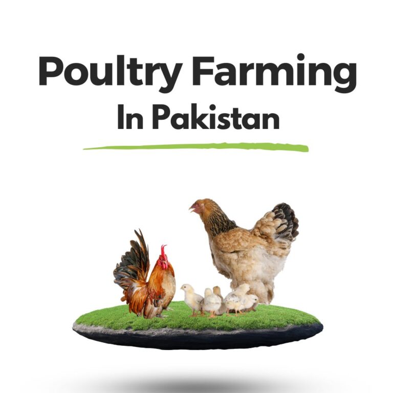 Poultry Farming in Pakistan: A Comprehensive Guide for Success