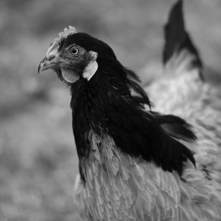 The Importance of Biosecurity in Poultry Farming: Protect Your Flock with Noble Pharma