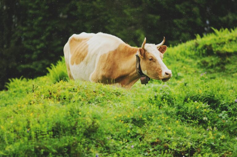 Top 5 Essential Veterinary Supplies for Healthy Livestock: A Guide by Noble Pharma