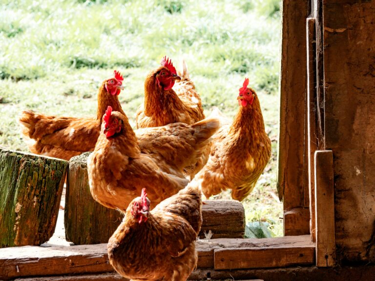 Top 5 Poultry Diseases and How to Prevent Them: A Guide by Noble Pharma