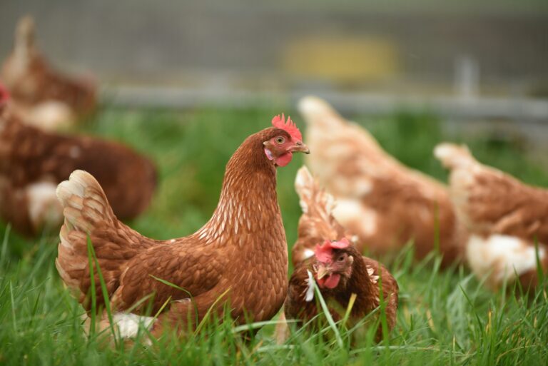 The Ultimate Guide to Raising Healthy Backyard Chickens: Tips from Noble Pharma